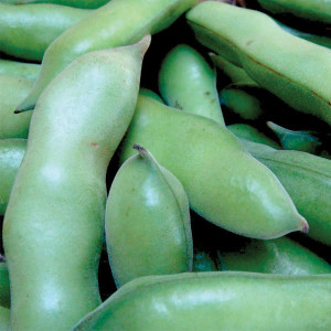 Windsor Fava Bean