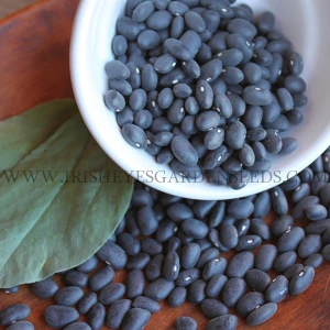 Black Turtle Bean