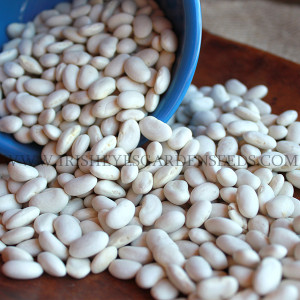 Great Northern White Bean