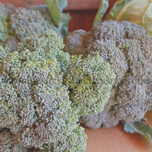 Di Cicco Broccoli