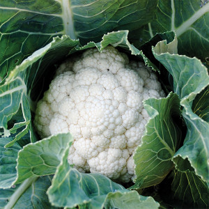 Snowball Cauliflower