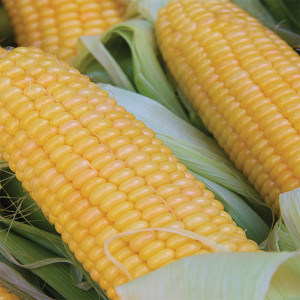 Bodacious Corn