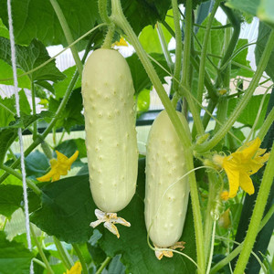 White Wonder Cucumber