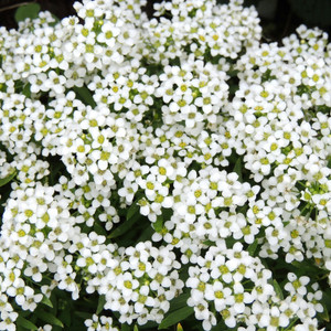Alyssum: Carpet Of Snow