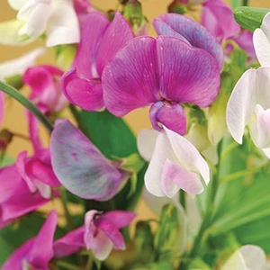 Sweet Pea: Perennial Mix