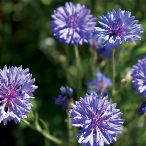 Bachelor Button: Tall Blue