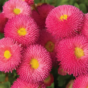 Daisy: English Double Mix