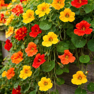 Nasturtium: Tall Trailing