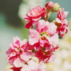 Clarkia: Elegans Mix