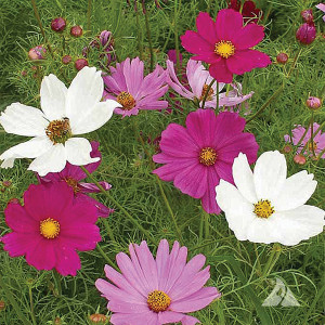 Cosmos: Sensation Mix