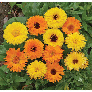 Calendula: Pacific Beauty