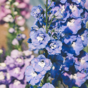 Larkspur: Giant Imperial Mix