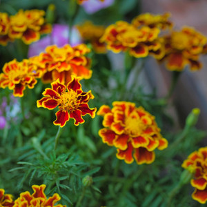 Marigold: Sparky Dwarf