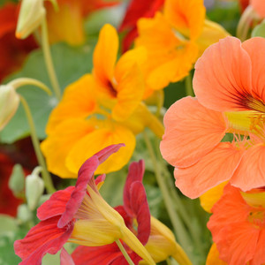 Nasturtium: Alaska