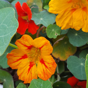 Nasturtium: Dwarf Jewel Mix