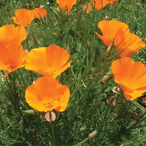 Poppy: California Orange King