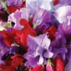 Sweet Pea: Royal Mix