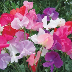 Sweet Pea: Early Multiflora