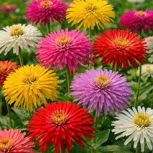 Zinnia: Cactus Mix