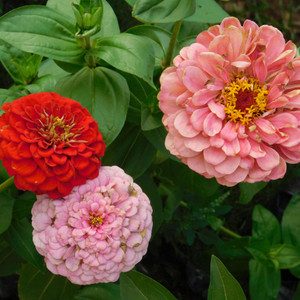 Zinnia: Pumila Pompon Mix