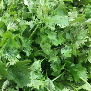 Cilantro