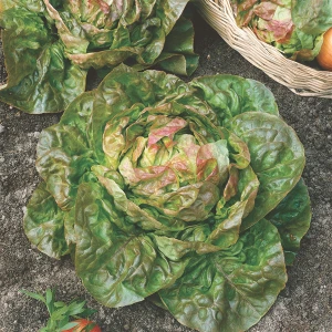 Blushed Butter Oak Lettuce