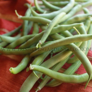 Organic Kentucky Wonder Pole Bean