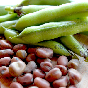 Organic Sweet Lorane Fava Bean