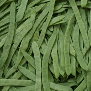 Organic Early Bountiful Bush Bean