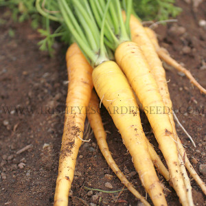 Organic Yellow Solaris Carrot