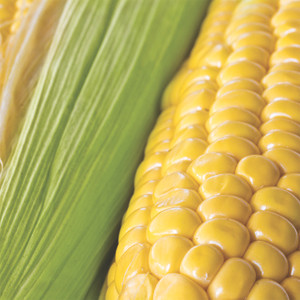 Organic Early Golden Bantam Corn