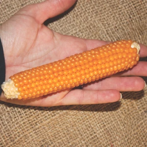 Organic Tom Thumb Popcorn