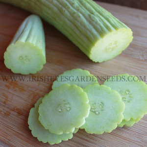 Organic Armenian Cucumber