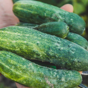 Organic Spacemaster 80 Cucumber