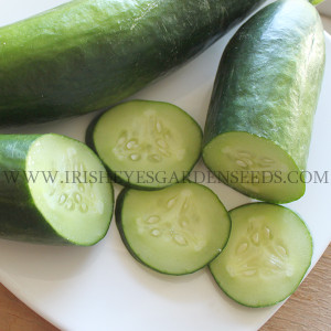 Organic Burpless Muncher Cucumber