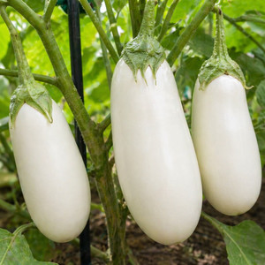 Organic Snowy Eggplant