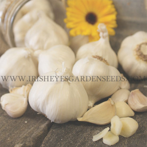 Organic Silver Rose (Silverskin)