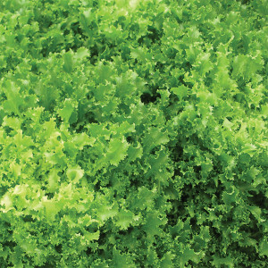 Organic Tres Fine Endive