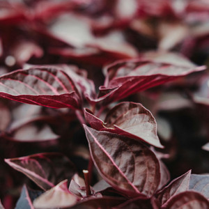 Organic Red Orach
