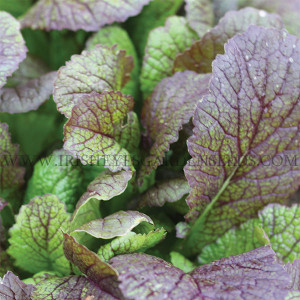 Organic Red Giant Mustard