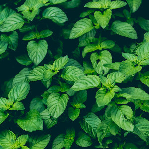 Organic Sacred Basil