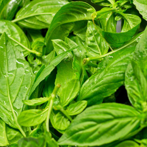 Organic Thai Basil