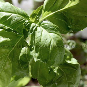 Organic Genovese Basil