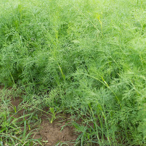 Organic Mammoth Dill