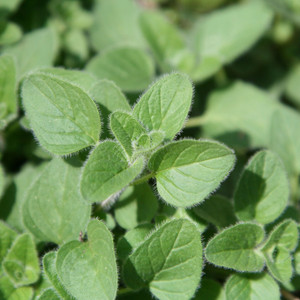 Organic Greek Oregano
