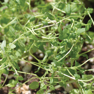 Organic Thyme