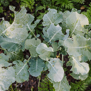 Organic Premier Kale