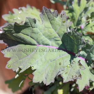 Organic Red Russian Kale