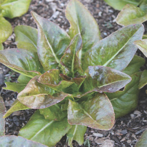 Organic Red Deer Tongue Lettuce