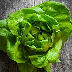 Organic Tom Thumb Lettuce